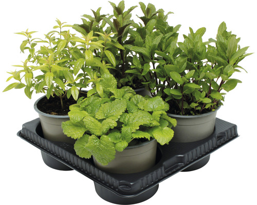 Bio Kräuter Set FloraSelf Tee Verschiedene Kräuterpflanzen in Töpfen auf einem Tablett