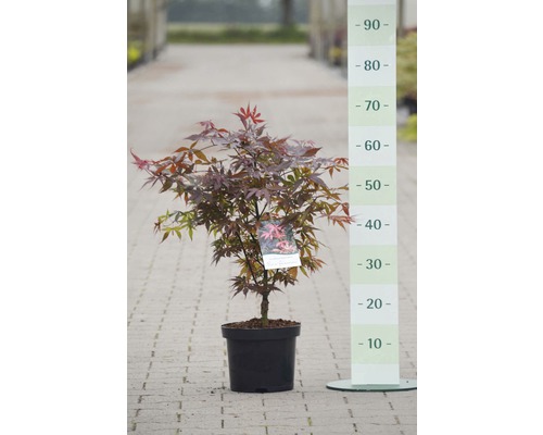 Érable du Japon Acer palmatum 'Skeeter's Broom' H 50-60 cm Co 4 L