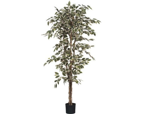 Kunstpflanze Ficus Hawalli, grün