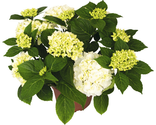 Gartenhortensie mit weißen Blüten im Topf