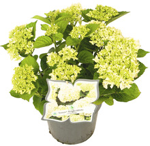 Hortensie im Topf mit weißen Blüten