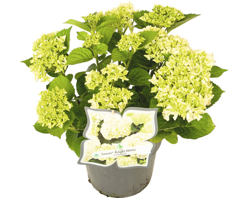 Hortensia Hydrangea macrophylla 'Bright White' h 30-40 cm Co 5 l