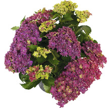 Hortensia aux fleurs violettes et jaunes