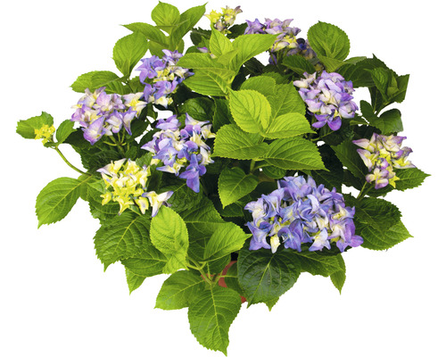 Hortensia à grandes feuilles Hydrangea macrophylla 'Tiffany Purple' h 30-40 cm Co 5 l Hortensia à grandes feuilles Hydrangea macrophylla 'Tiffany Purple' h 30-40 cm Co 5 l