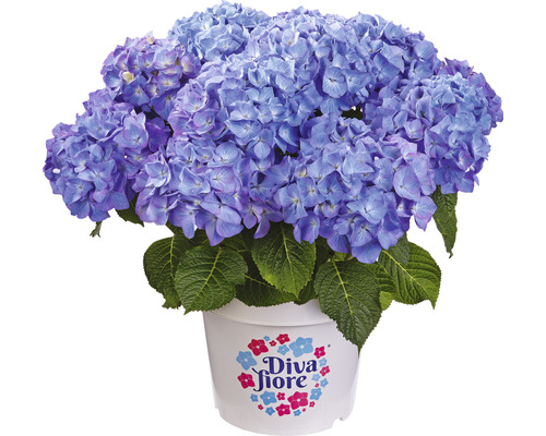 Bauernhortensie Hydrangea macrophylla 'Diva fiore' ® Blau H 30-40 cm Co 5 L Blaue Hortensie im Topf mit Diva Fiore Logo