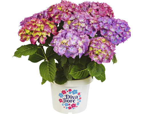 Bauernhortensie Hydrangea macrophylla 'Diva fiore' ® Lila H 30-40 cm Co 5 L Hortensie im Topf mit Diva Fiore Logo