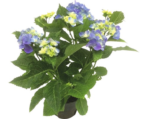 Zimmerhortensie Tellerhortensie blau FloraSelf Hydrangea serrata H 20-30 cm Ø 15 cm Topf mit 7-8 Blüten