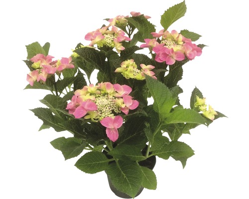 Hortensie Teller FloraSelf Hydrangea macrophylla 15er Topf rosa