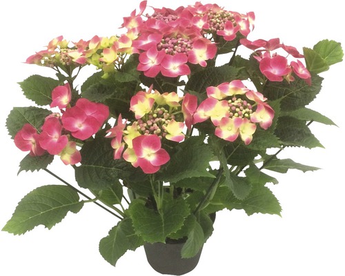 Zimmerhortensie Tellerhortensie rot FloraSelf Hydrangea serrata H 20-30 cm Ø 15 cm Topf mit 7-8 Blüten