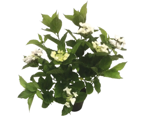 Zimmerhortensie Tellerhortensie weiss FloraSelf Hydrangea serrata H 20-30 cm Ø 15 cm Topf mit 7-8 Blüten