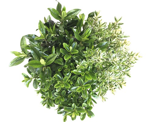 Hébé d'Anderson FloraSelf Hebe andersonii 'Garden Dream Trio' pot de 23 cm Gros plan d''une haie persistante mixte