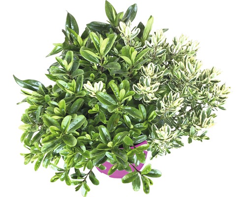 Vue de dessus d''un buis panaché vert et blanc en pot