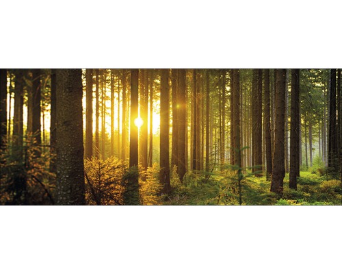 Glasbild Sun & Forest I 50x125 cm