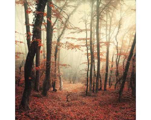 Glasbild Mystic Forest I 50x50 cm