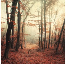 Herbstlicher Wald mit dichtem Nebel und Laub