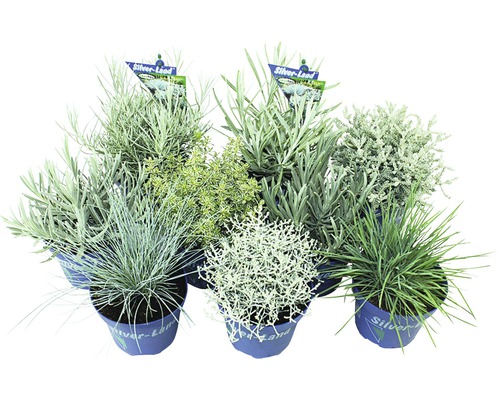 Assortiment Silver-Land® FloraSelf Ø 12 cm pot sélection aléatoire de variétés Diverses plantes en pot de la marque Silver-Land.