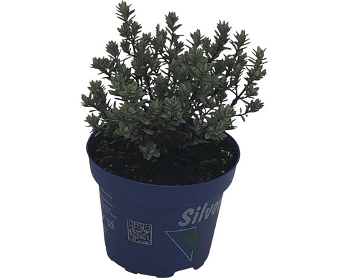 Silverweed en pot