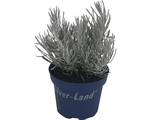 Armoise argentée en pot