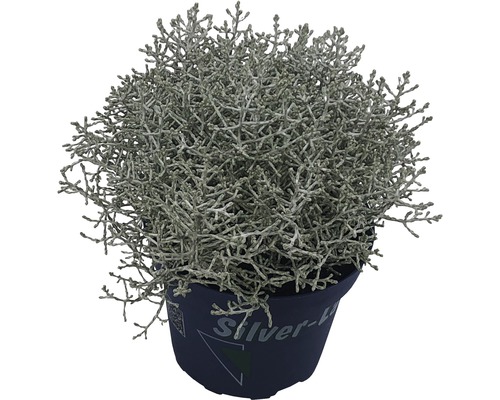 Plante de cinéraire maritime en pot