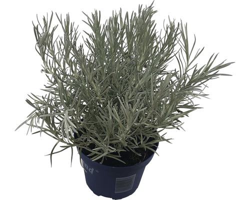 Pot de plante au curry