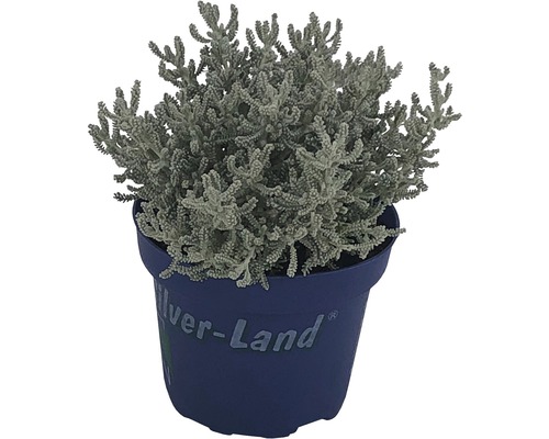 Élément décoratif argenté en pot bleu