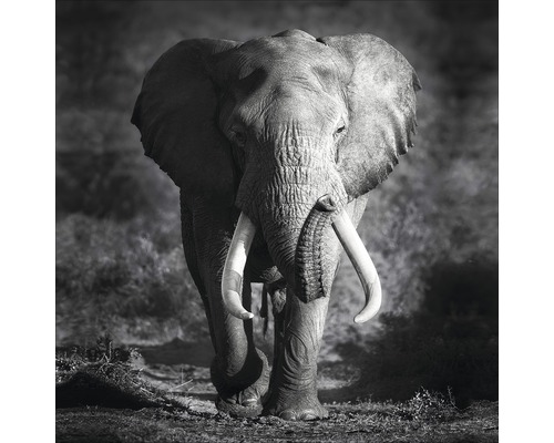 Glasbild Grey Elephant Head 30x30 cm