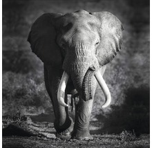 Glasbild Grey Elephant Head 80x80 cm