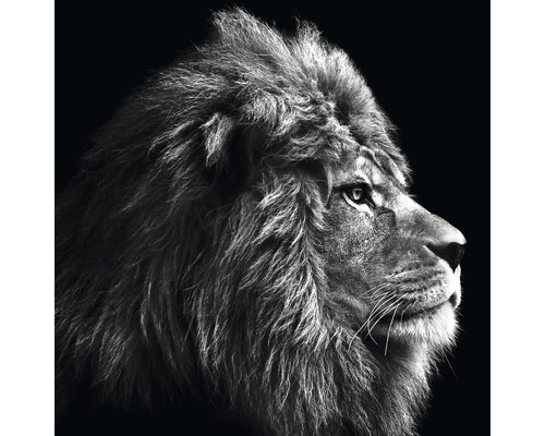 Glasbild Grey Lion Head 50x50 cm