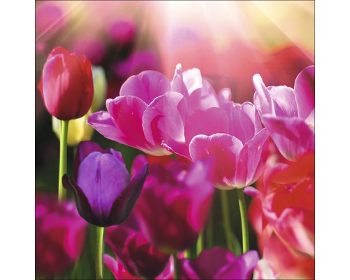 Glasbild Colourful Tulpis I 20x20 cm