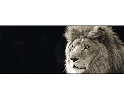 Glasbild Lion 50x125 cm
