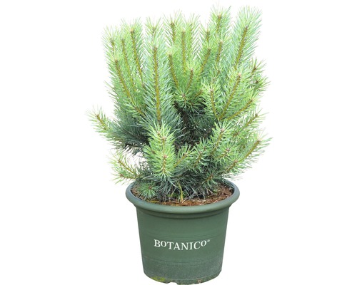 Pin sylvestre, tronc rouge Pinus sylvestris 'Watereri' H 50-60 cm Co 10 L