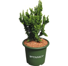 Zypresse in Topf für den Garten