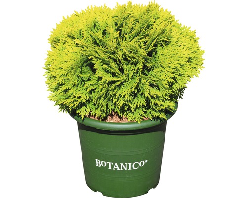 Thuya occidental nain jaune Thuja occidentalis 'Mirjam'® h 25-30 cm Co 3,7 L Cyprès boule en pot avec le logo Botanico