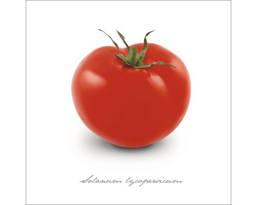 Glasbild Tomate 20x20 cm