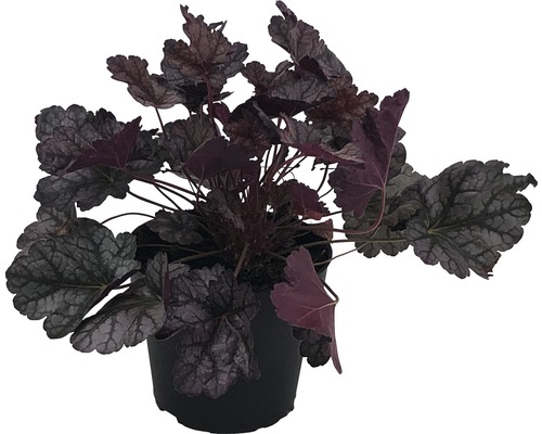 Purpurglöckchen Pflanze im Topf