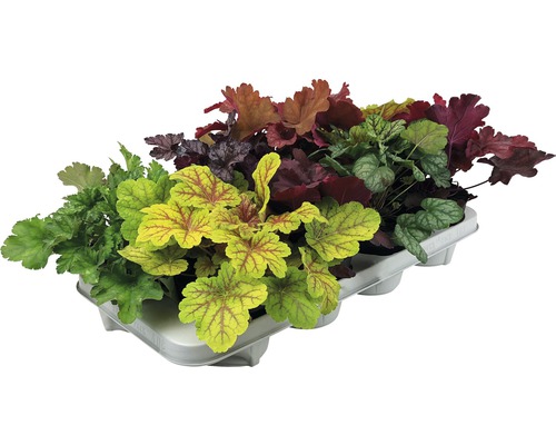 Verschiedene Heuchera Pflanzen in einer Anzuchtplatte.