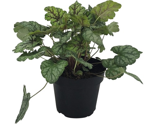 Heuchères FloraSelf Heuchera x Hybridum pot Ø 12 cm choix de variétés aléatoire Plante d''heuchère en pot