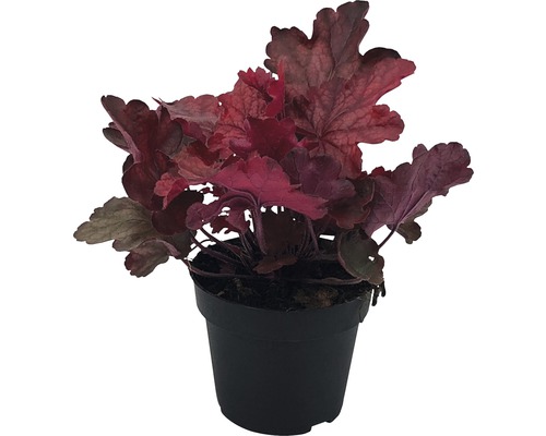 Purpurglöckchen Pflanze in einem schwarzen Topf