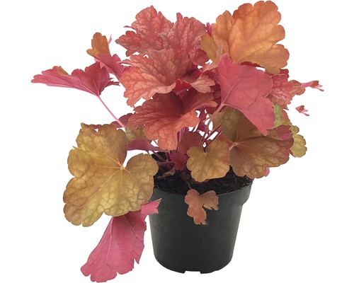 Heuchera Pflanze in einem Topf