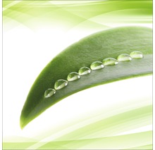 Blatt mit Wassertropfen
