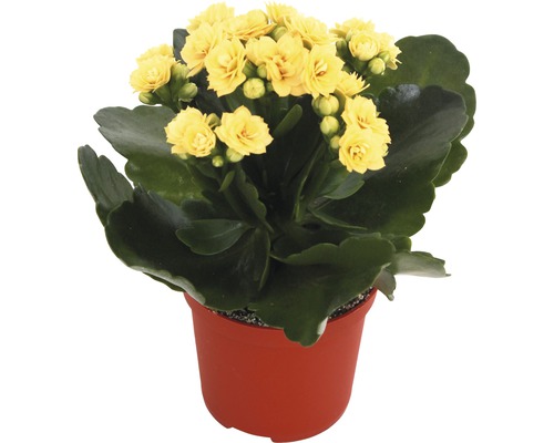 Gelbe Kalanchoe in Topf