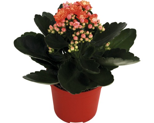 Kalanchoé de Blossfeld orange, jaune FloraSelf Kalanchoé h 10-15 cm pot Ø 7 cm sélection aléatoire de la variété