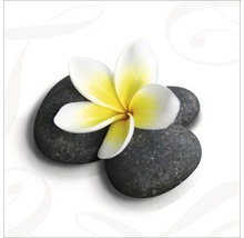 Frangipani Blüte auf Steinen