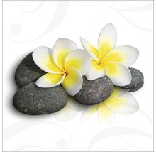 Zwei Frangipani Blüten auf Steinen