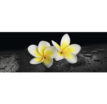 Zwei Frangipani Blüten auf Steinen