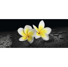 Zwei Frangipani Blüten auf Steinen mit Wassertropfen
