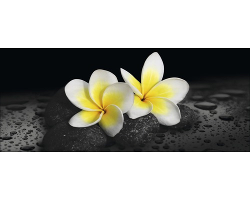 Zwei Frangipani Blüten auf Steinen mit Wassertropfen