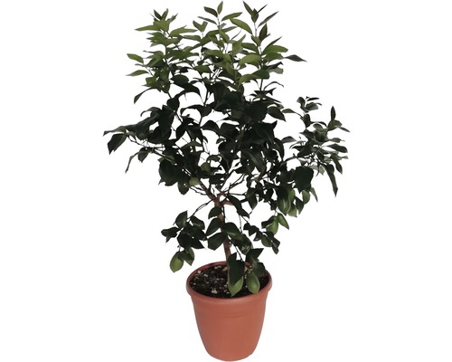 Citronnier arbuste FloraSelf Citrus-Cultivars 'Limon' h env. 100 cm pot Ø 30 cm Citronnier en pot