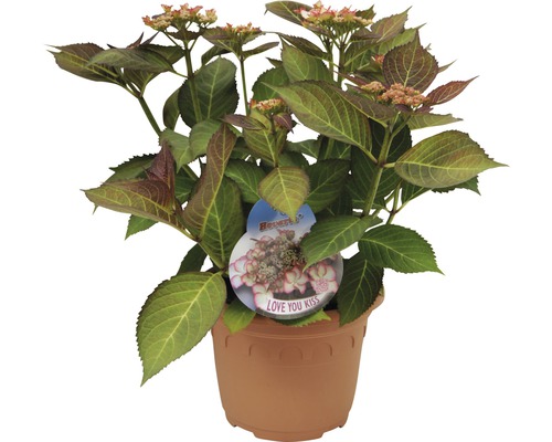 Hortensie ''Love You Kiss'' im Topf