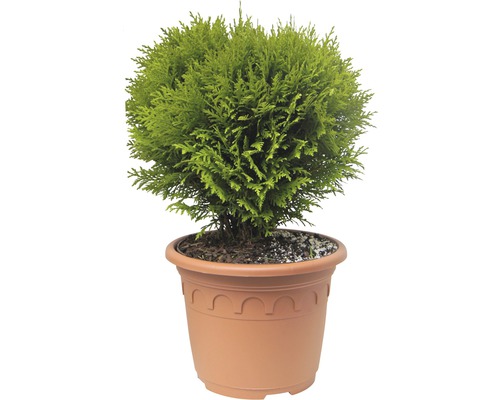 Thuya occidental boule FloraSelf Thuja occidentalis 'Danica' H 30-40 cm Co 8 L Cyprès boule en pot